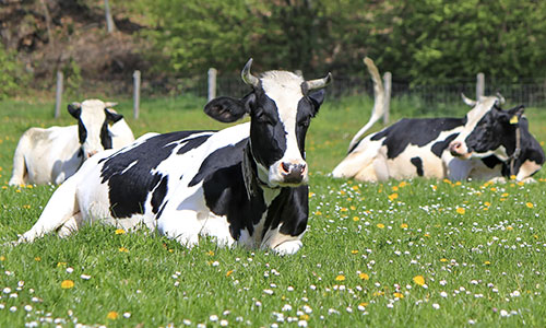 Raclette Üechtland ® - Kühe der Region